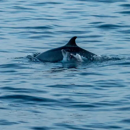 House Adeo With Private Pool,