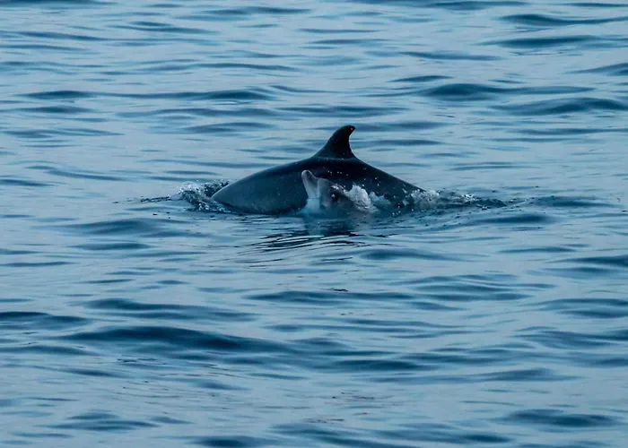 House Adeo With Private Pool,